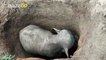 Harrowing Video Shows Villagers In India Rescuing Elephant Calf That Fell In 20 Ft. Hole!