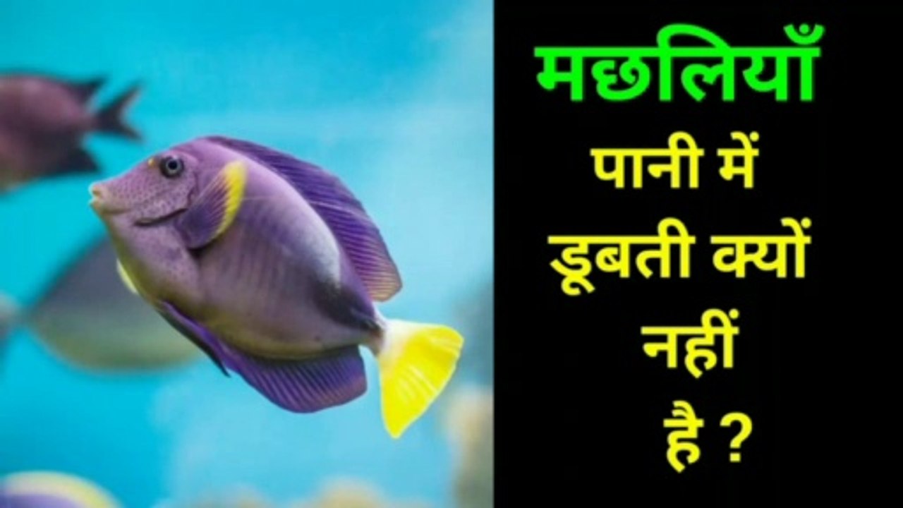 मछली कैसे तैरती है
