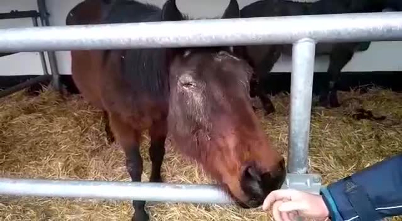 Chevaux miraculés de St-Georges