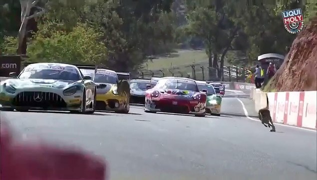 Deux kangourous ont interrompu la course lors de la course les 12h de Bathurst.