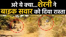 Gujarat का ये Video गजब है, Lioness ने Biker को दिया रास्ता, Viral Video | वनइंडिया हिंदी
