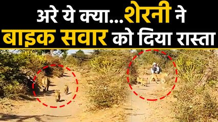Gujarat का ये Video गजब है, Lioness ने Biker को दिया रास्ता, Viral Video | वनइंडिया हिंदी