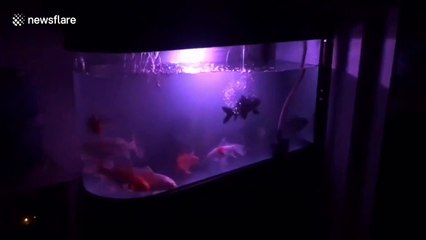 Vehicles, lights and fish tanks shake after 5.1-magnitude rocks southern China