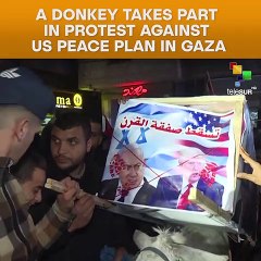A Donkey Takes Part In Protest Against Us Peace Plan In Gaza