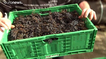 Austria, ecco il 'vino Brexit' amato dai britannici (Reali inclusi)