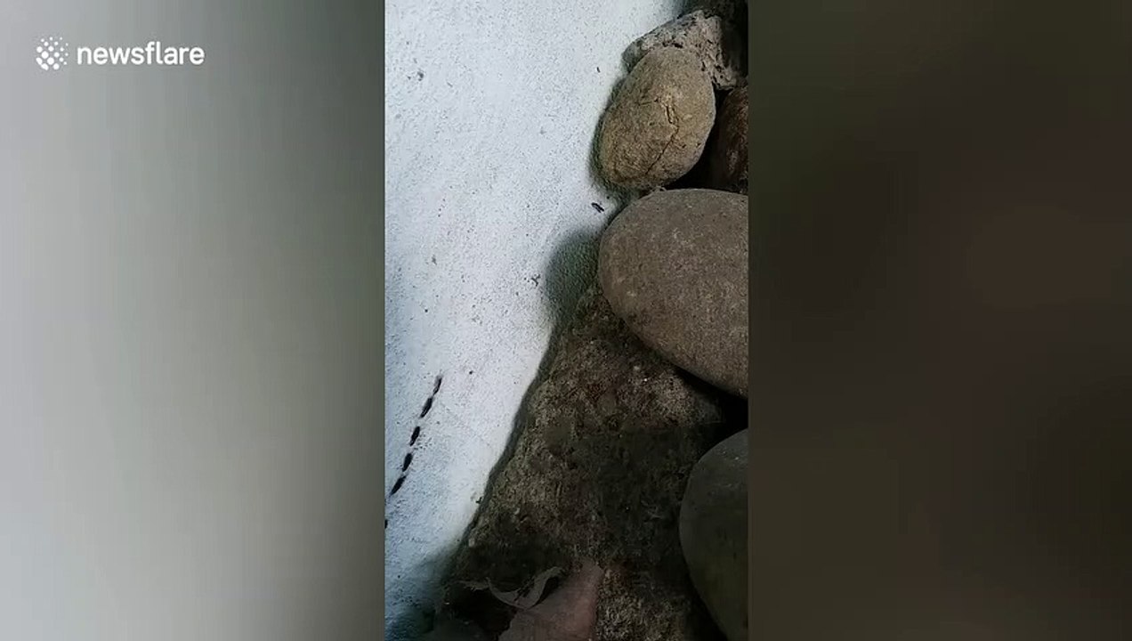 Hundreds of bugs form incredible insect chain as they crawl along wall