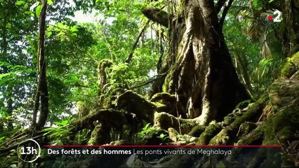 Des forêts et des hommes : en Inde, les ponts vivants de Meghalaya