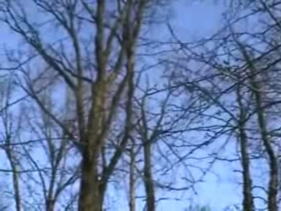 Chasse aux pigeons ramier