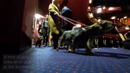 Dogs auditioned for opera role at the Sunderland Empire