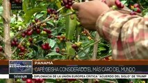 Panamá: producción de café geisha genera altos ingresos