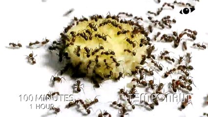 Banane dévorée par des fourmis... Combien de temps faut il ?