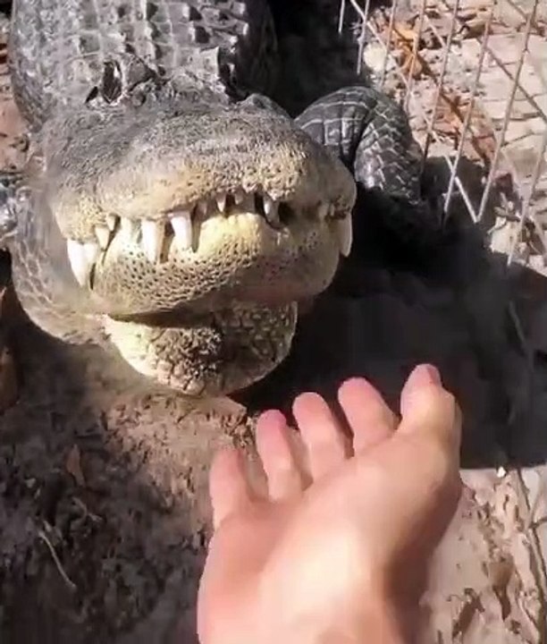 Caresser un crocodile qui grogne.. Courageux !