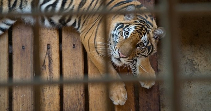 Une association dénonce les mauvais traitements infligés par un dresseur à 9 tigres, détenus dans des « conditions illégales »