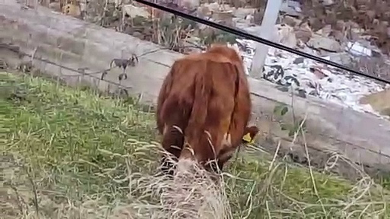 A cow walks in the city