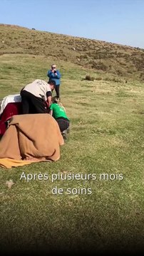 Trois vautours relâchés ce lundi dans les Pyrénées