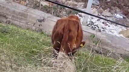 A cow walks in the city