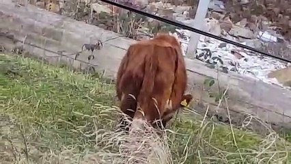 A cow walks in the city