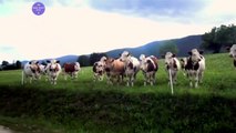 Cows love music / A estas vacas les encanta la música