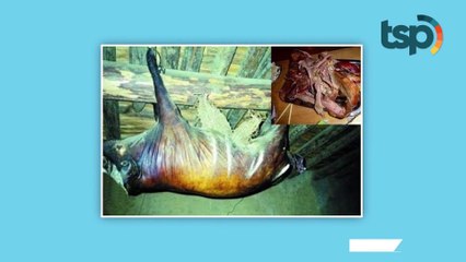 Daging Babi Busuk Digantung 30 Tahun Dihargai 2,8 Miliar di China, Pantas Corona Menyebar