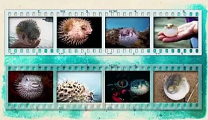 What's inside a puffer fish