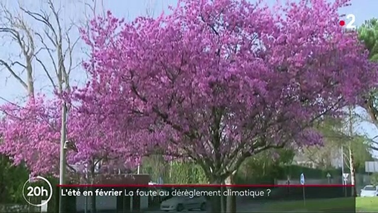 Climat : des températures estivales en février