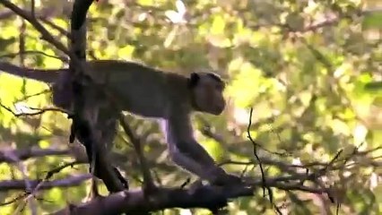 Poor Monkey Crossing The River and Meet The Lions ( 480 X 480 )