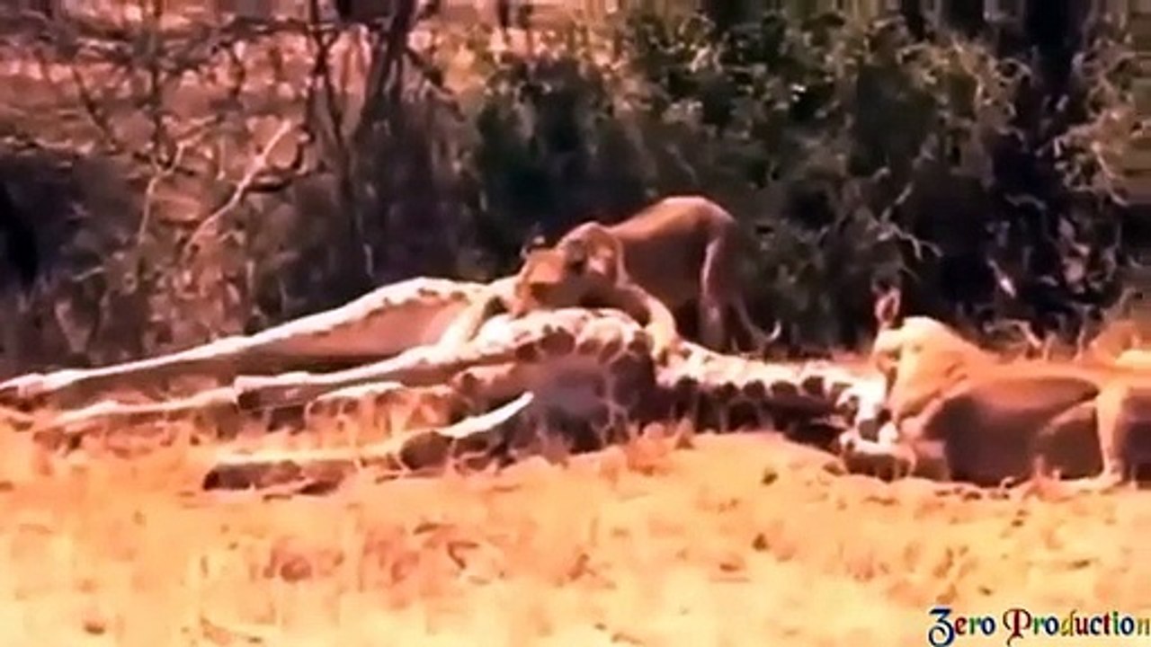 Power of the LION in the animal world - Lion Hunting Giraffe, Buffalo, Elephant...