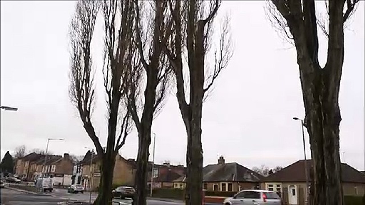 Grangemouth Road Falkirk tree concerns falling branches video Dailymotion