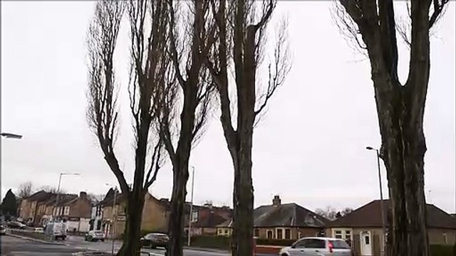 Grangemouth Road Falkirk tree concerns falling branches
