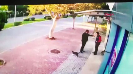 Kedileri tekmeleyen şüpheli serbest bırakıldı