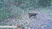 Elusive Bush Dogs Captured On Trail Camera
