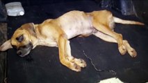Debilitado, cão vítima de suposto abuso sexual é resgatado no Cascavel Velho
