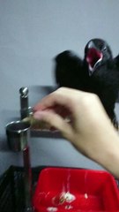 Hand Feeding a Baby Crow