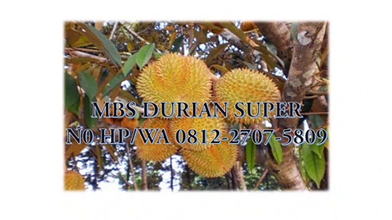 GROSIR, WA 0812-2707-5809, Bibit Durian Bawor Kaki 10 Sulawesi Selatan