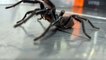 Super-Sized Funnel-Web Spider Named 'Dwayne The Rock Johnson' Will 'Help Save Lives' in Australia
