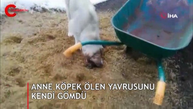 Yer: Sivas... Anne köpek ölen yavrusunu kendi gömdü