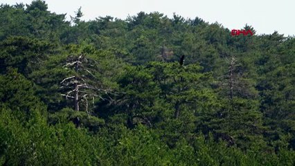Antalya şah kartallarının sayısı azalıyor