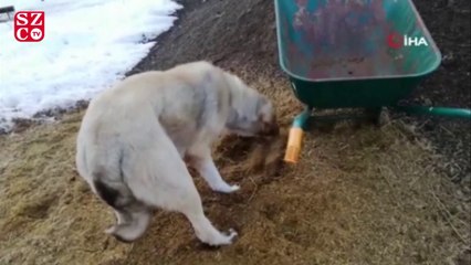 Anne köpek ölen yavrusunu kendi gömdü