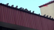 Erzurum güvercinler için yem bıraktılar