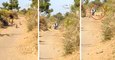 Lioness And Her Cubs Make Way For Biker In Gujarat: Viral Video | Oneindia Malayalam