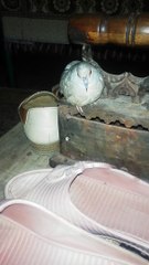 Dove is speaking with sweet vioce