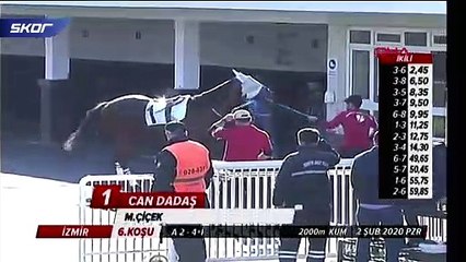 Atına şiddet gösteren sahibe ceza geliyor