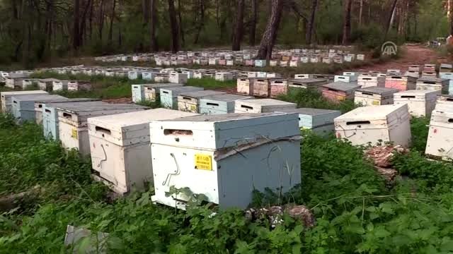 Arı Yetiştiricileri Birliği Başkanı Ziya Şahin: Dünyanın en kaliteli balları Türkiye'de üretiliyor