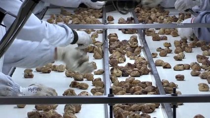 Kuru incir ihracatı yüz güldürüyor