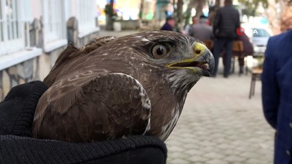 Yaralı şahini havlu ile yakalayıp koruma altına aldılar
