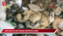 Uşak'ta çöplükte 20 ölü sokak köpeği bulundu