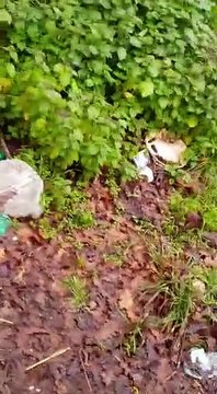 Severini: Il nord di Fiumicino aggredito dalle discariche abusive. Che fine hanno fatto telecamere e guardie ambientali?