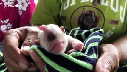 This Thai puppy born with one eye is described as a 'real-life cyclops'