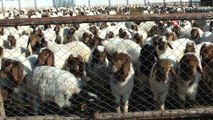 Türkiye'nin en büyük tarım işletmesinde ivesi cinsi koyun popülasyonu artıyor