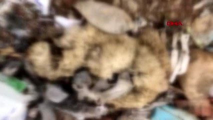 Uşak'ta çöplükte 20 ölü sokak köpeği bulundu